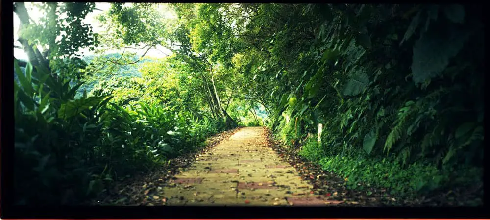 Walk your path - Kodak Portra 400 shot at ISO400
