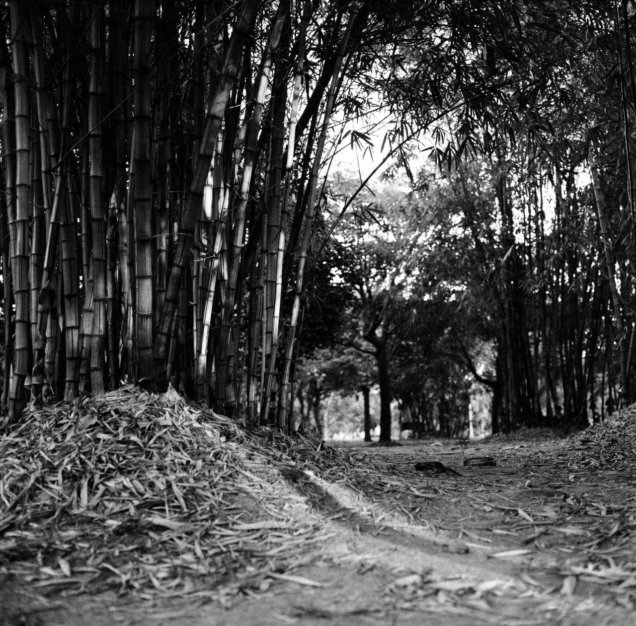 Bamboo Glade - Shot on ILFORD HP5 PLUS at EI 800. Black and white negative film in 120 format shot as 6x6. Pushed one stop.