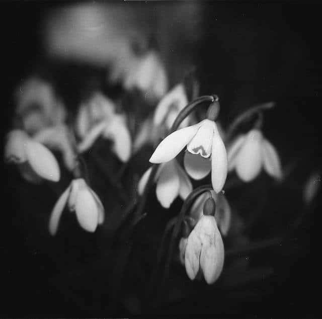 Snowdrops - Toy Camera Daypack