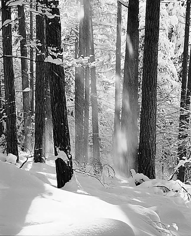 Snow falling from the trees Pentax 67II Pentax 165mm LS Ilford FP4 Plus Appennino Tosco Emiliano, Italy.
