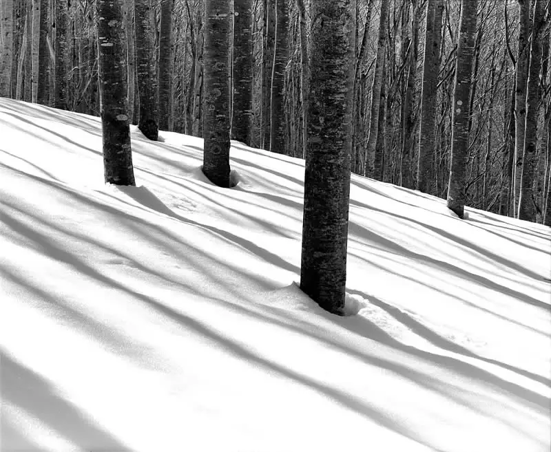 Snowy forest. Pentax 67II Pentax 55mm f4 T-MAX 100 — Appennino Tosco Emiliano, Italy