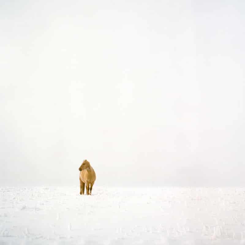 “Prairie Livin’”, Southern Alberta - Rolleiflex 3.5F | Kodak Portra 400