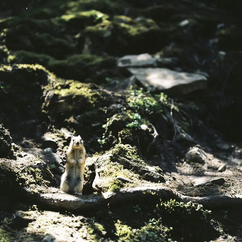 “Columbian Ground Squirrel”, Johnston Canyon, Banff National Park, Alberta - Rolleiflex 3.5F | Kodak Ektar 100