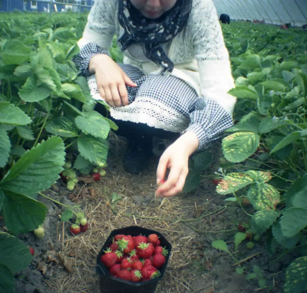 Jonas - Diana Mini - Picking berries