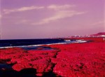 2015-07-28 - Red Algae - Kodak AEROCHROME III 1443 shot at EI 400. Color infrared aerial surveillance film in 120 format shot as 6x6. Shot with #21 orange filter.