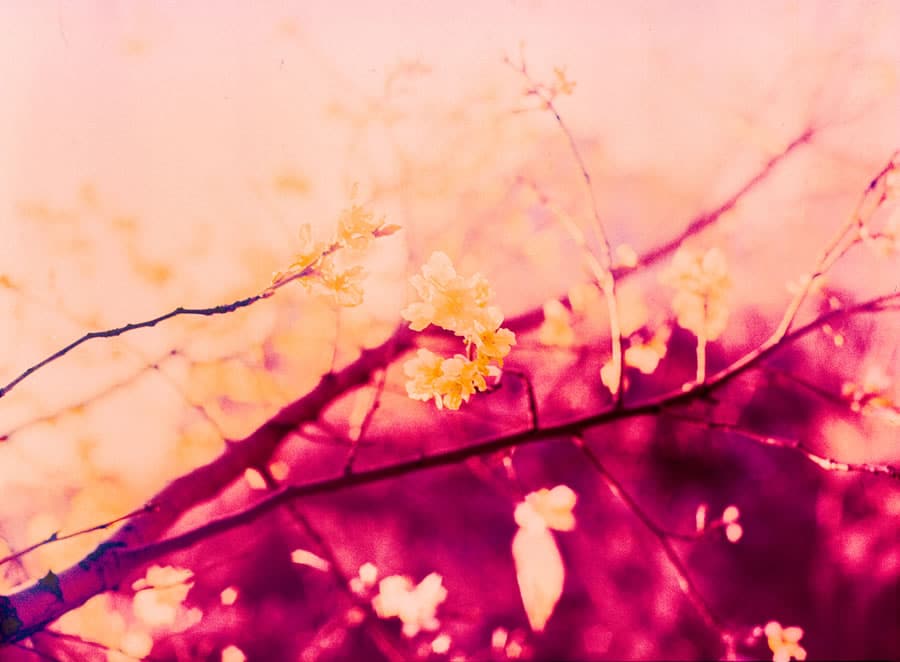Blossom blaze - Kodak Aerochrome III Infrared Film 1443 shot at ISO200