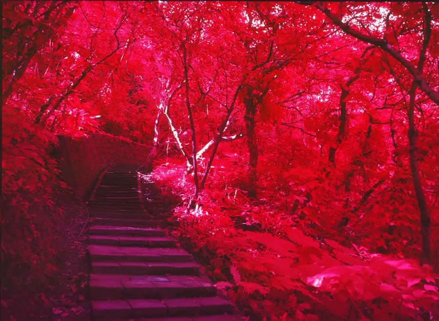 Crimson woods - Kodak Aerochrome III Infrared Film 1443 shot at ISO200