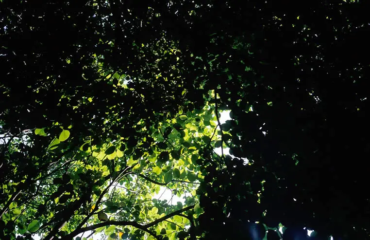 Emerald canopy - Fuji Velvia 50 shot at ISO50