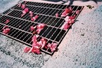 Grate pinks - Lucky Color Film Super 200 shot at ISO200