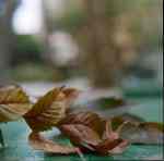 Autumn unfurled - Kodak Portra 400 shot at ISO400