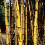Golden bamboo - Fuji Veliva 100 (RVP100). 120 format shot at 6x6, push processed 1-stop