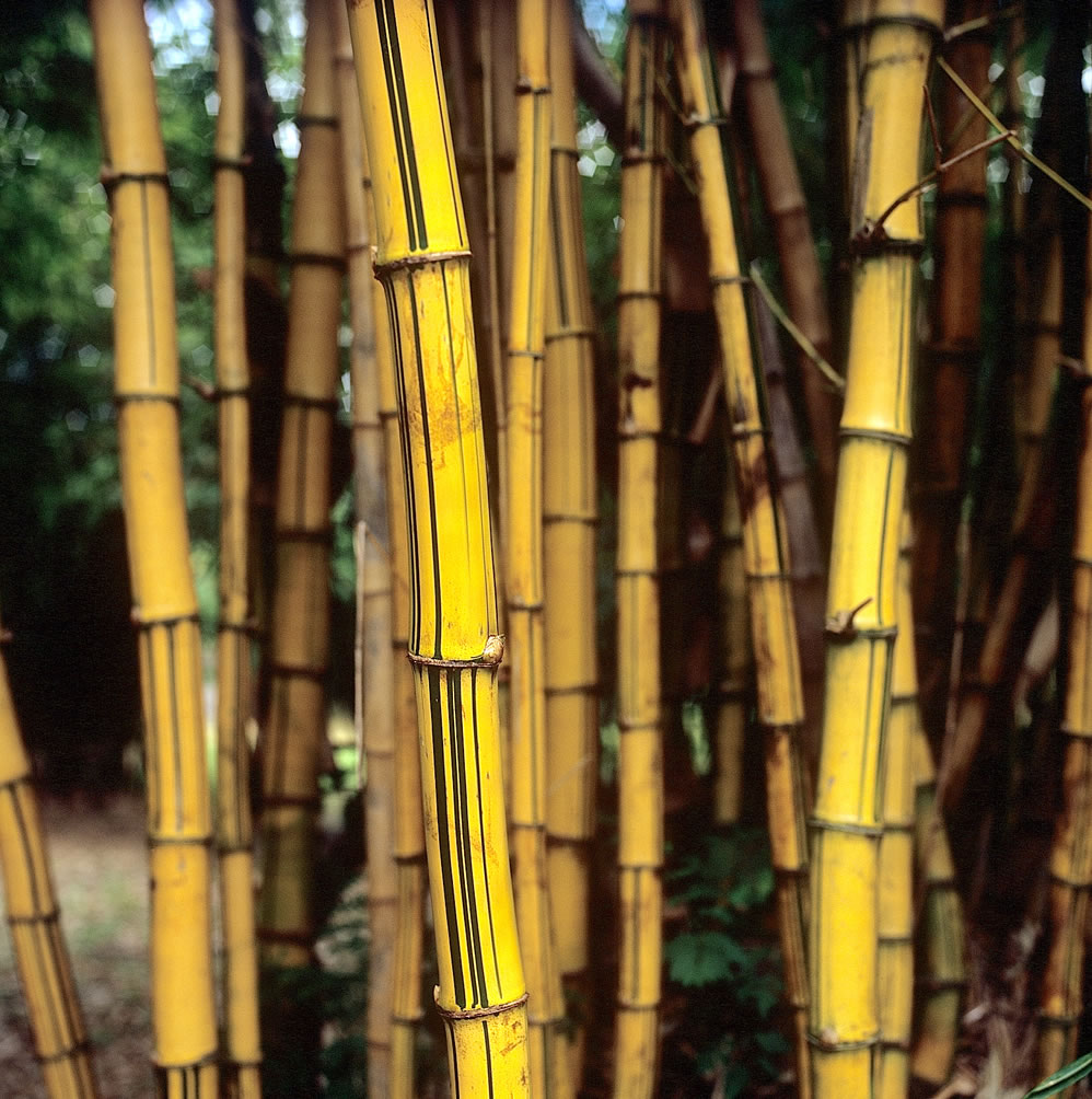 Golden bamboo - Fuji Veliva 100 (RVP100). 120 format shot at 6x6, push processed 1-stop