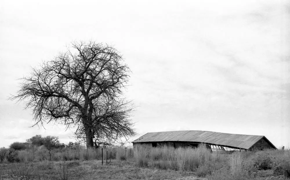 Barn and tree - Weld County, Colorado. Olympus 35SP, Kodak Tri-X