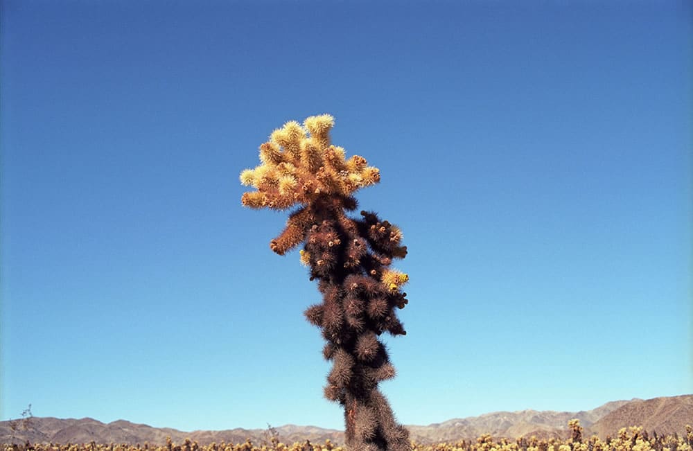 Untitled (Joshua Tree California), 2014 - from the series, The Western Lands