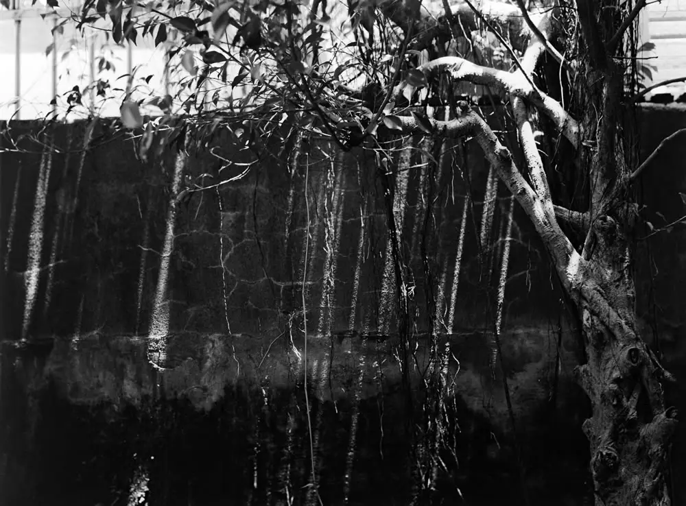 Air roots - Fuji Acros 100 shot at ISO100. Black and white negative film in 120 format shot as 6x4.5.