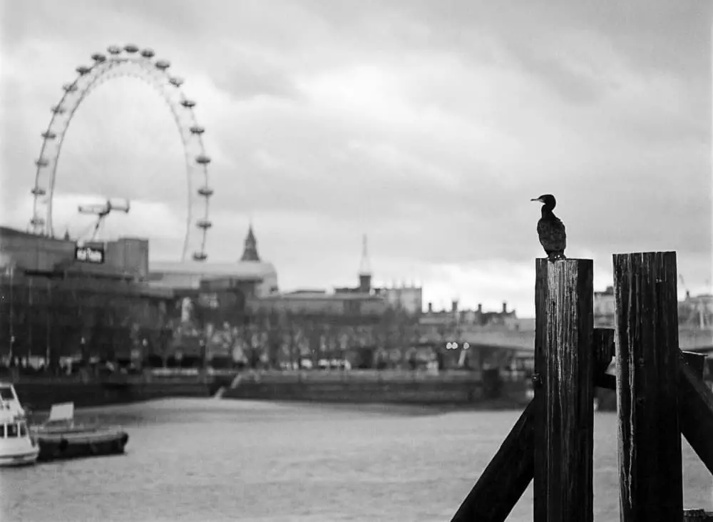 Cormorant in London