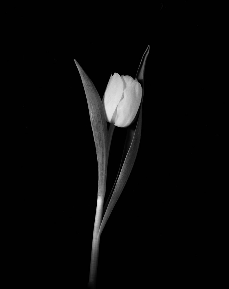 Still life tulip