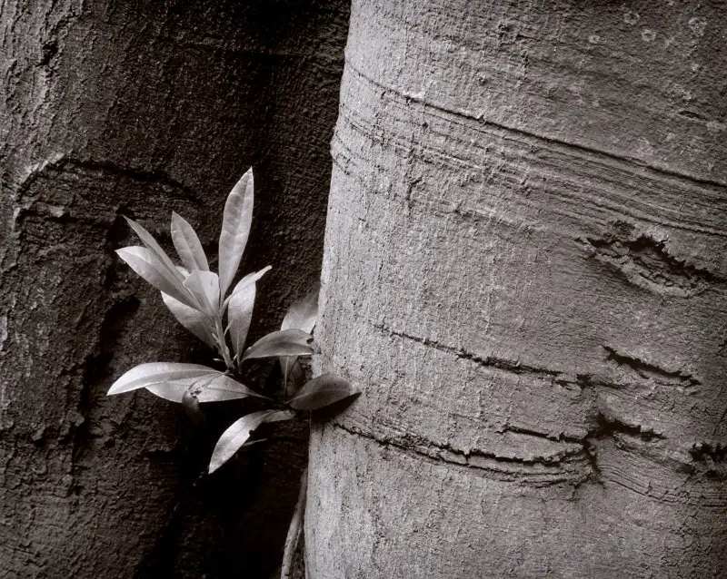 Beech & rhododendron - Mamiya C330S, Ilford FP4