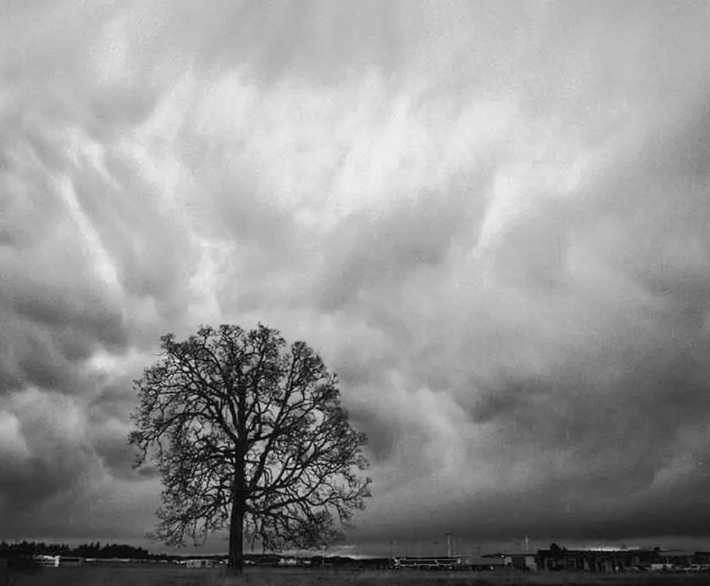 Tree Storm Clouds