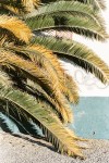 Kodak 50D (5203) - C41 cross process with bleach bypass - Crawling Palm Tree
