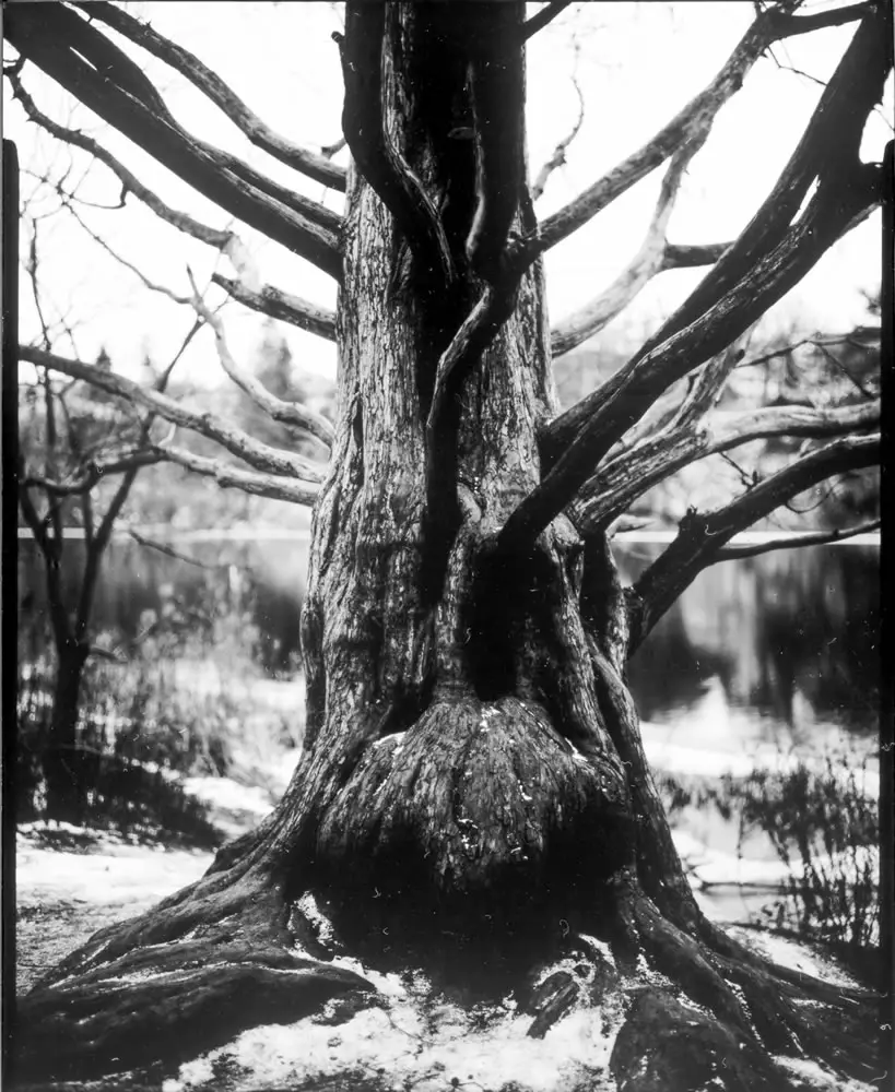 Don Kittle - Paper negative tree - Ilford Multigrade IV RC Deluxe MGD paper