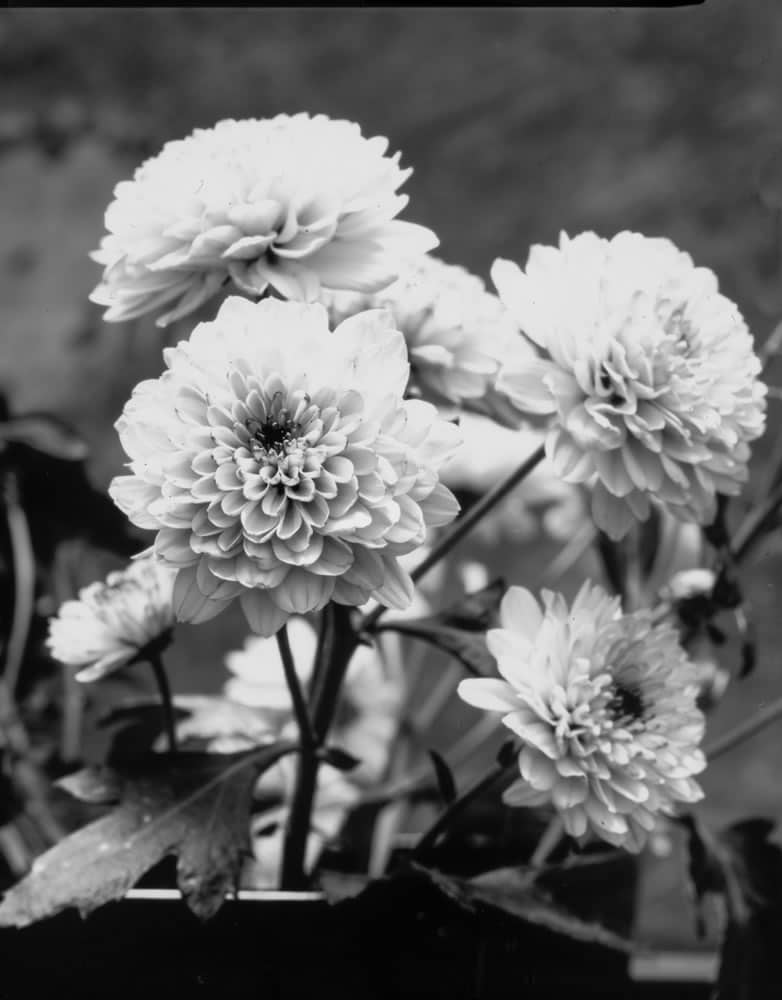 Don Kittle - Paper negative - White Flowers Instead of Snow - Ilford Multigrade IV RC Deluxe MGD paper