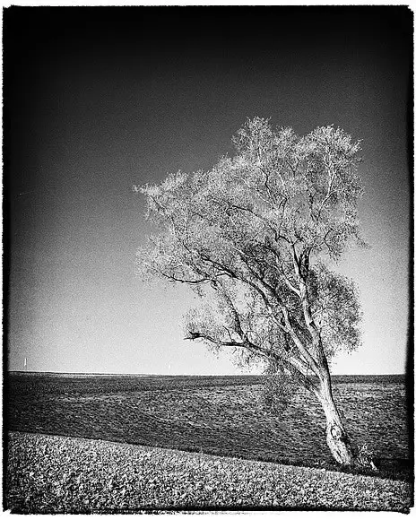 Lonesome tree - Mamiya RB67, Kodak Tri-X 400