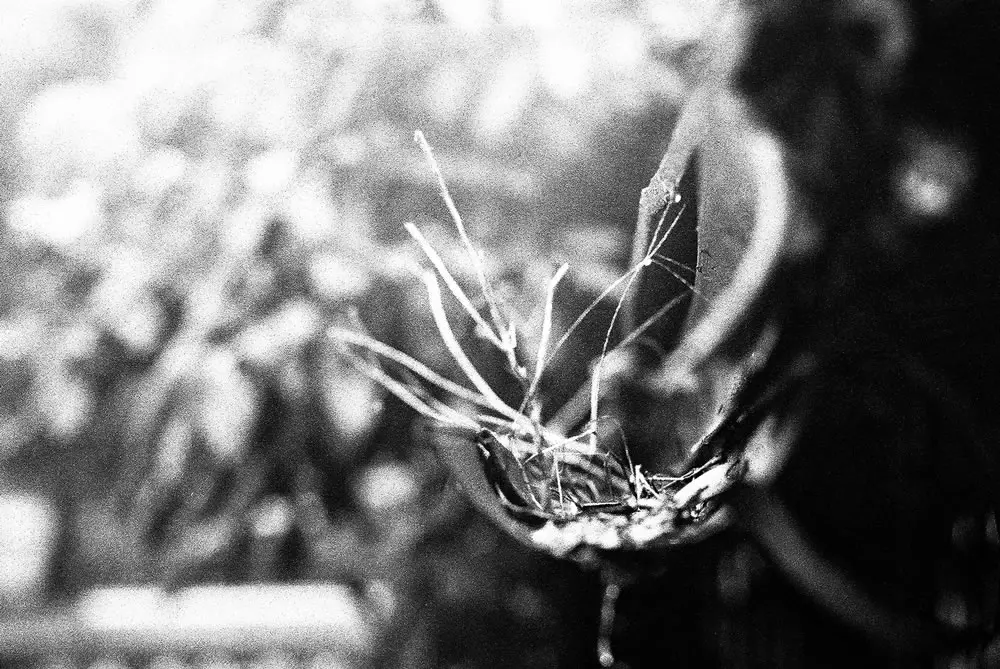 2016-06-24 - What is it? - Eastman Double-X 5222 shot at EI 800. Black and white film in 35mm format. Push processed 1+2/3 stops.