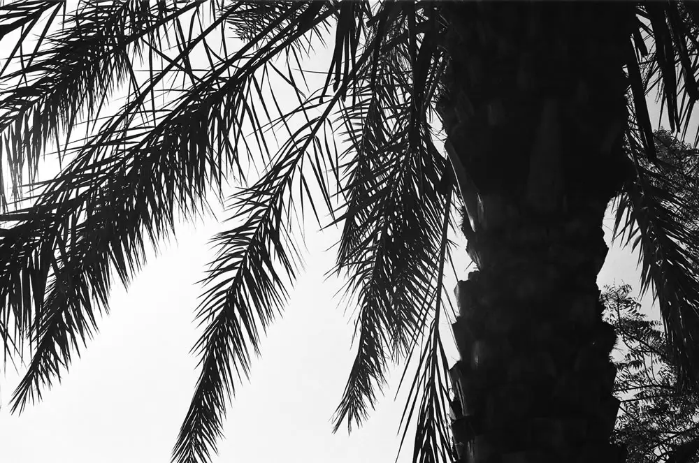 "Palm Tree Silhouette", Dubai, April 2014 - Ilford HP5+ / Zeiss IKON ZM / Zeiss 50mm f/1.5