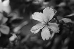 2016-07-28 - Hibiscus - Agfa APX 400 Professional shot at EI 400. Black and white negative film in 35mm format