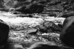 2016-08-02 - Rapids - Ilford Delta 400 Professional shot at EI 800. Black and white negative film in 35mm format. Push processed one stop.