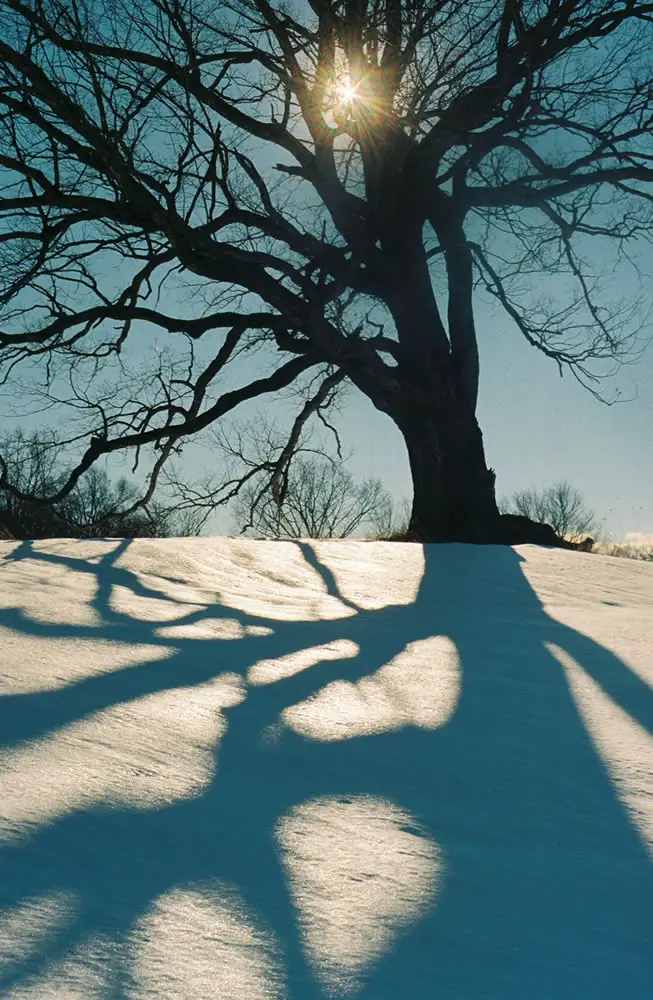 Tree Shadow, Minolta x-700, Kodak Gold 400