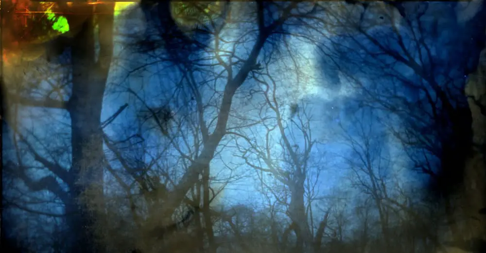 Dektol Soaked Retina print (AS-IS, not tinted) - Trees - John Nanian