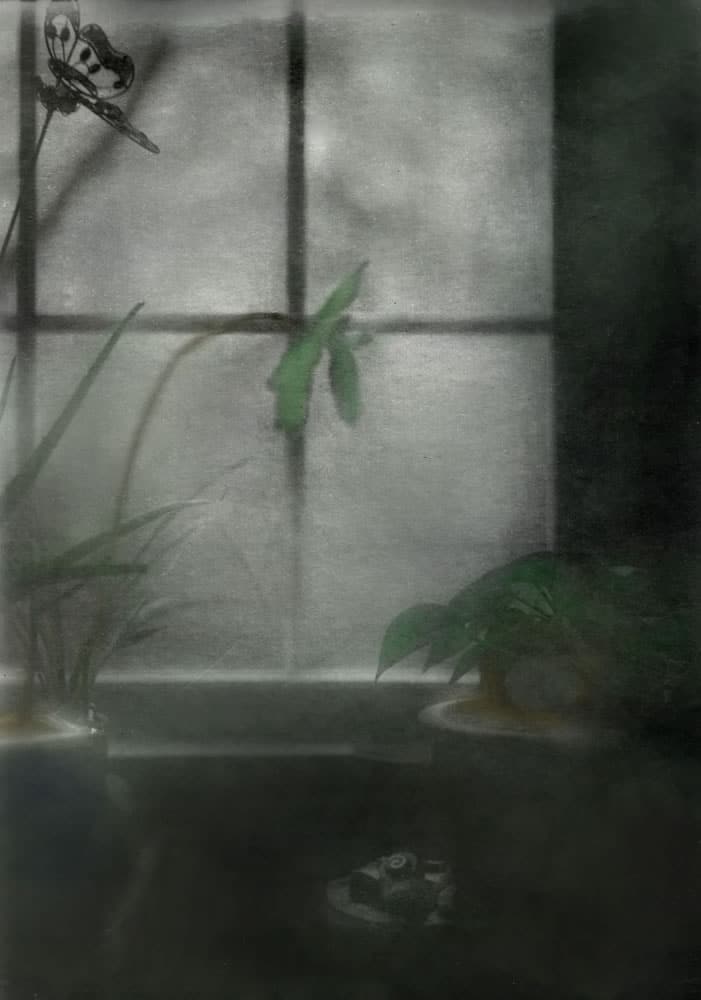 Tinted Retina Plants in Window - John Nanian