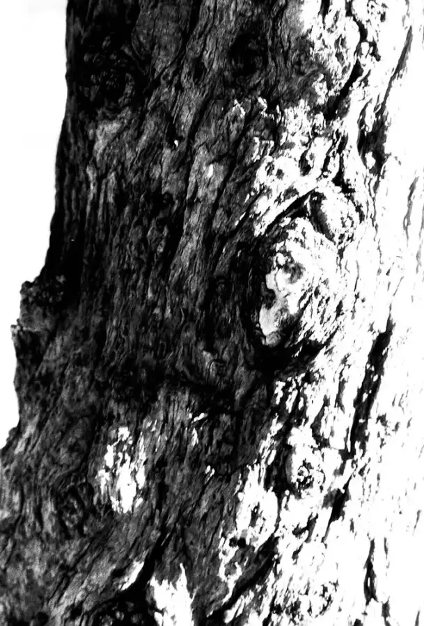 Stumped - Polypan F shot at EI 400. Black and white negative film in 35mm format. Push processed three stops.