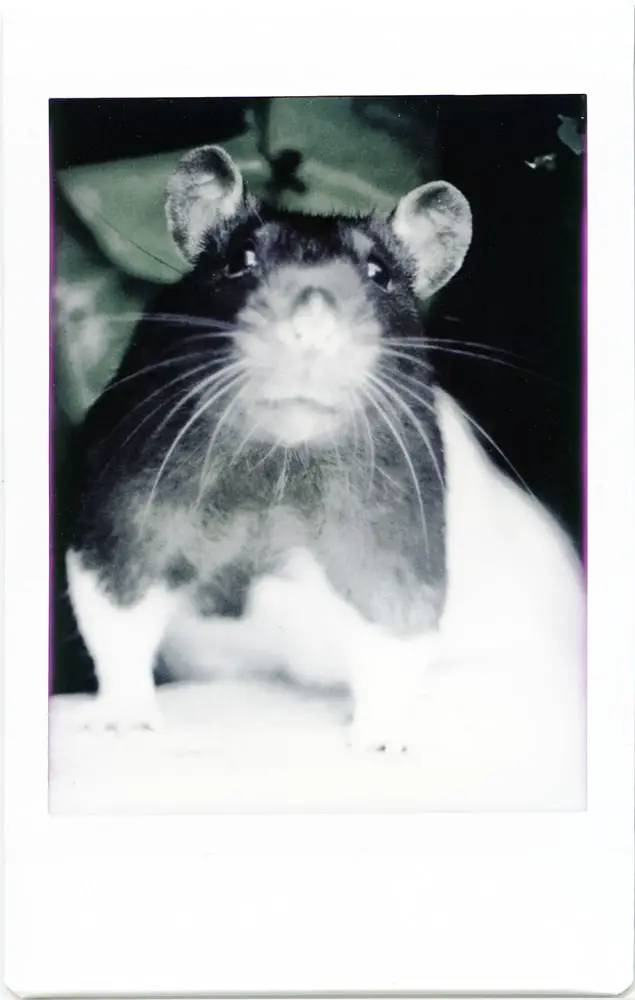 Instax Mini Monochrome - Colour Cast Rat