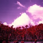 Palm grove - Kodak AEROCHROME III (1443) shot at EI 400. Color infrared slide film in 120 format shot as 6x6. Orange #21 filter