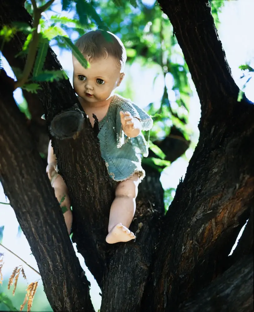 Creepy Doll in Mesquite Tree, Mamiya RB67, 127mm 3.5KL, Fuji Velvia 50