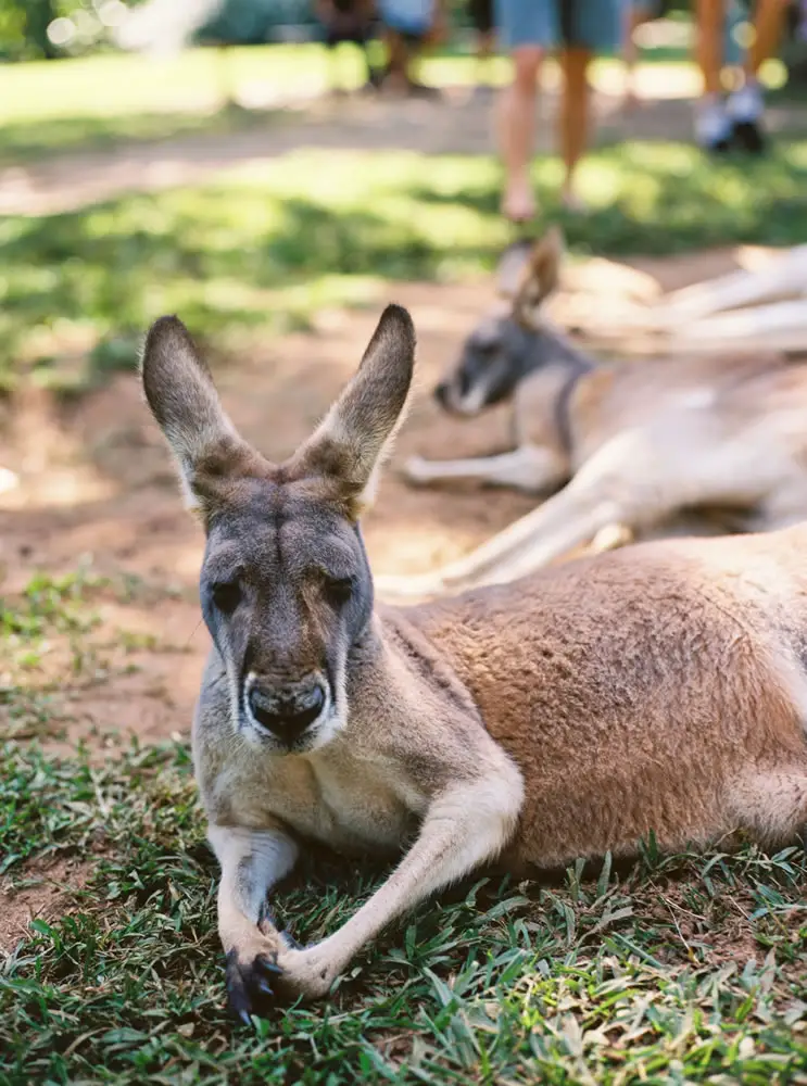 Kangaroo - Australia Zoo