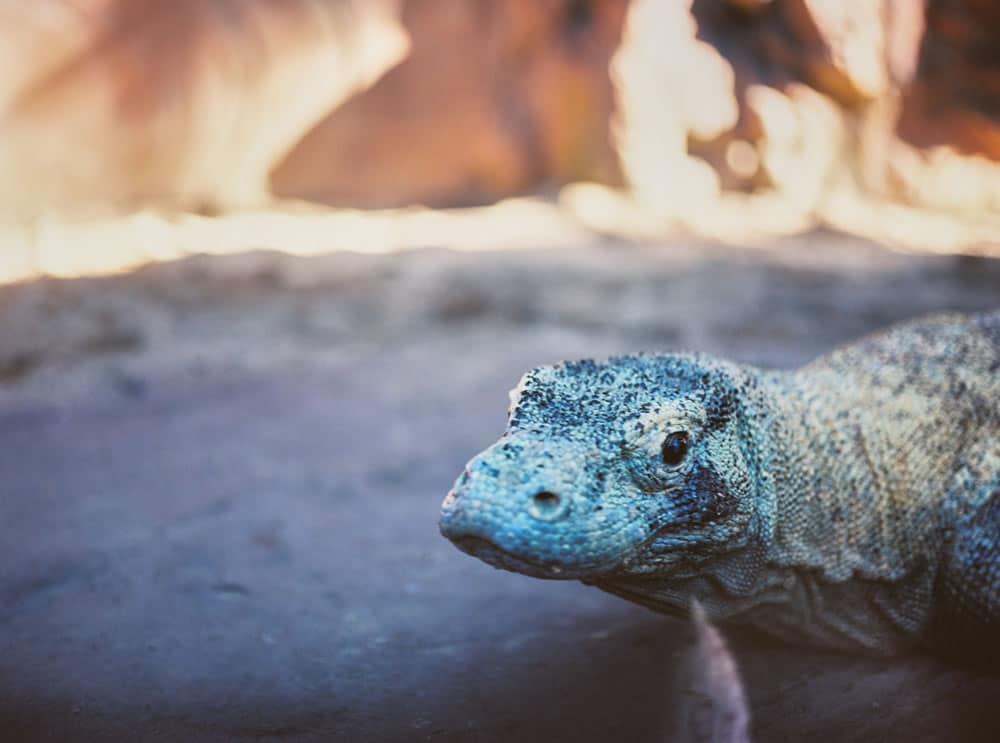 Komodo Dragon - Australia Zoo