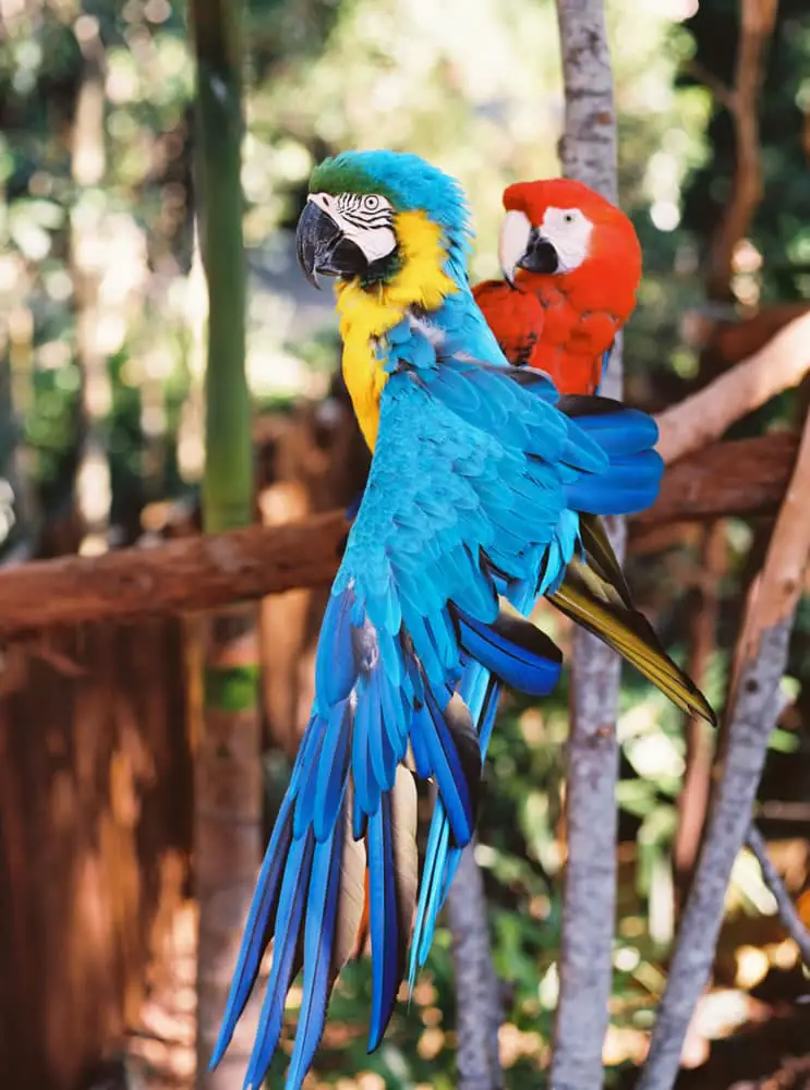 Macaws - Australia Zoo