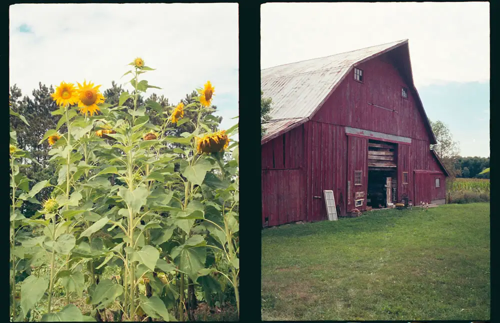 Sunflowers and barn, Olympus Pen EE3, Agfa 200, West Michigan