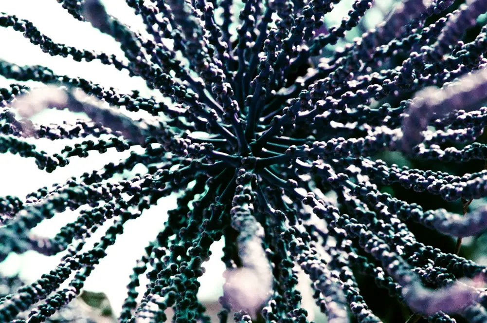 Spindly bobbly things - Lomochrome Purple XR 100-400 shot at EI 200. Color negative film in 35mm format.