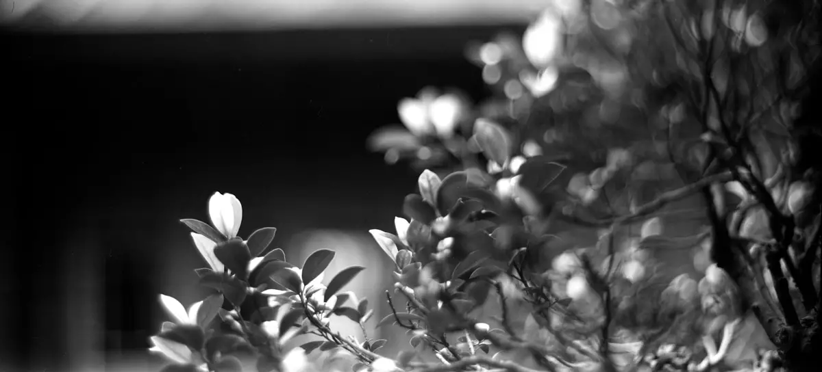 Spring growth - Ilford Pan F+ shot at EI 32. Black and white negative film in 120 format shot as 6x12. Kodak Aero Ektar 7" (178mm) f/2.5 - Graflex Pacemaker Speed Graphic.