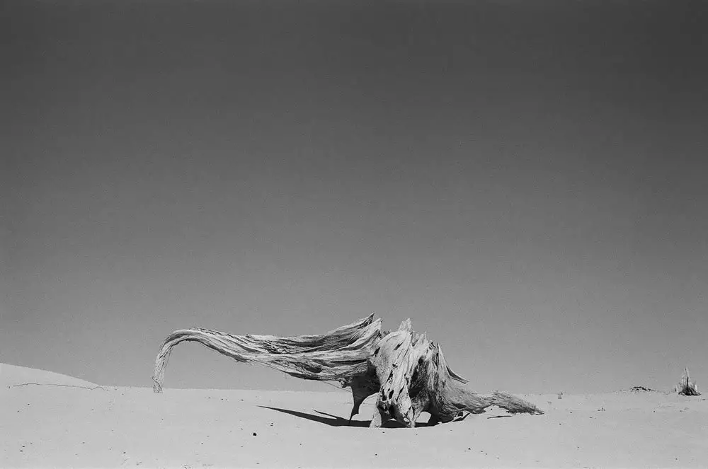 Sand creature, Ilford HP5+, Pentax K1000, sand dunes in West Michigan
