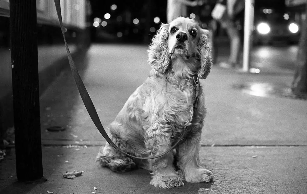 Street Puppy - Montreal apartments are poorly insulated so I often beat the summer heat by taking to the streets at night. Olympus OM-1, Ilford Delta 400 Professional at EI 1600