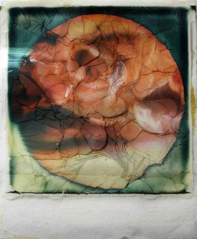 Roses - Polaroid SX70 on Impossible SX70