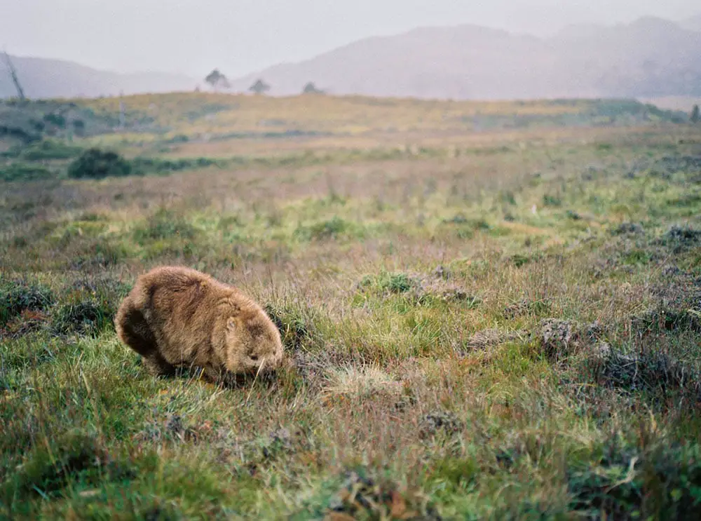 Tasmania Travelogue - A wombat spotted while hiking in Cradle Mountain National Park.