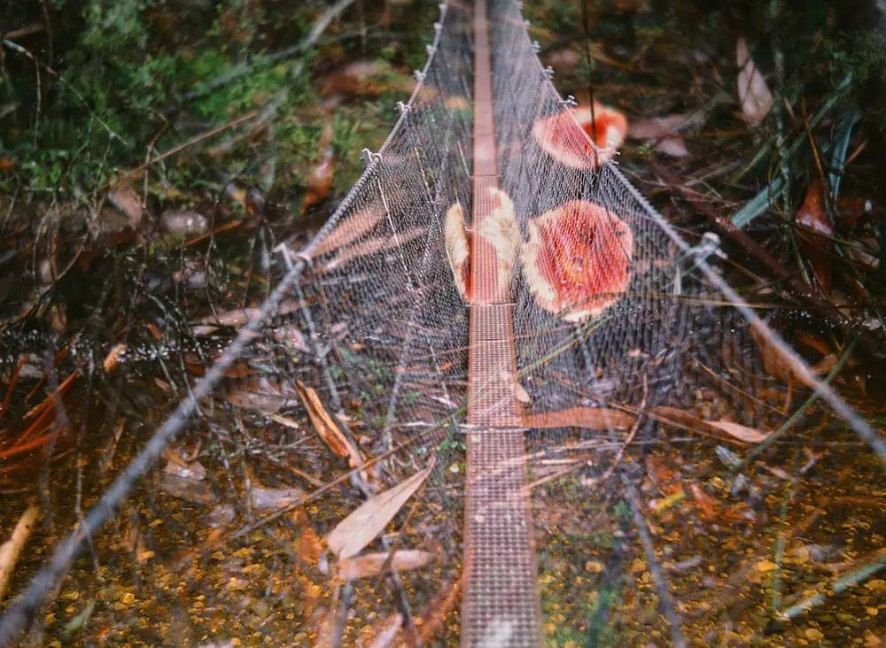 Tasmania - Travelogue - Accidental double exposure of some fungi and a suspension bridge on a trail in Franklin-Gordon Wild Rivers National Park.