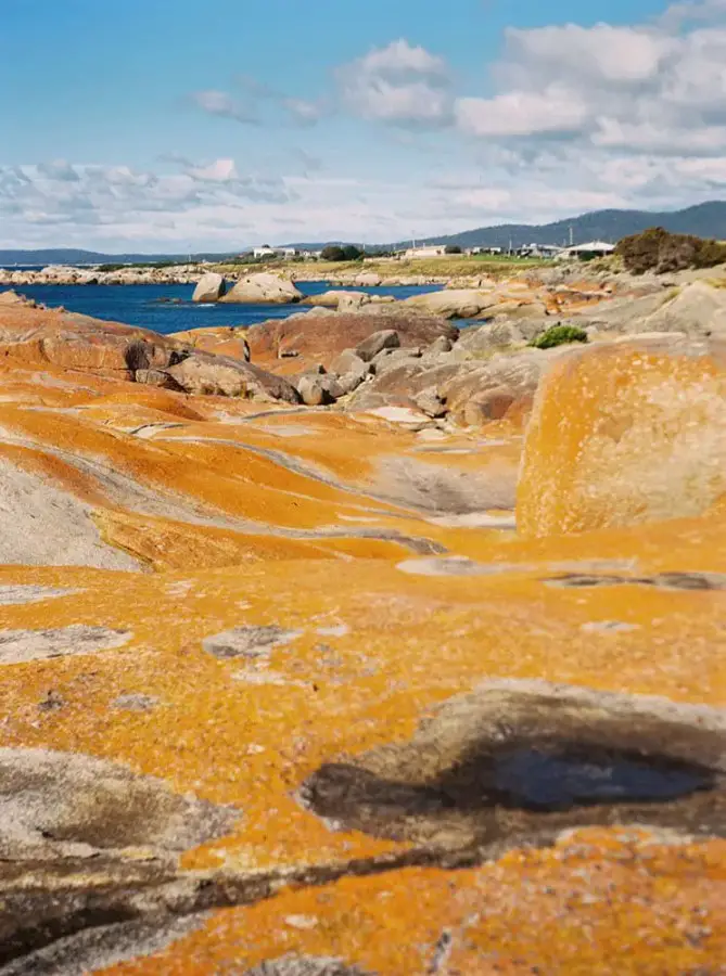 Tasmania Travelogue - The bright lichen of Bay of Fires.